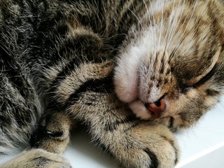 A five-color cat sleeps peacefully on a windowsill. Closeup