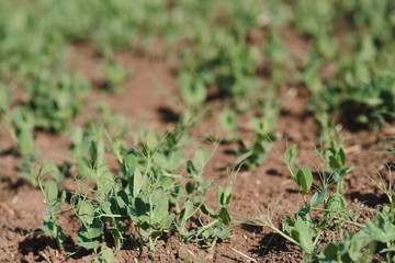 Young pea plants in early spring garden - selective focus, copy spsce
