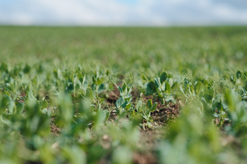 Fresh young green pea plants in the ground on the field early hour in the spring garden. The farm where they grow peas. The morning sun shines on peas without flowers. Green field with space for text