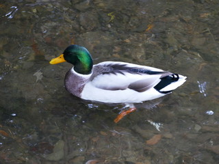 Stockenten Erpel im Wasser