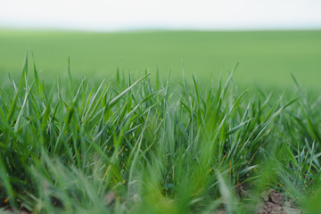 Young green wheat growing in soil. Wheat seedlings growing in a field.