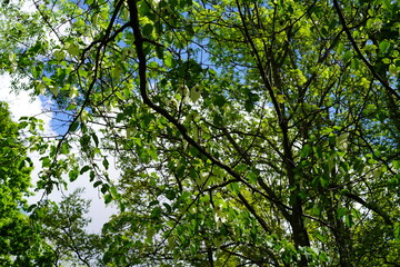 Sonnige Blattlandschaft im Berliner Tiergarten