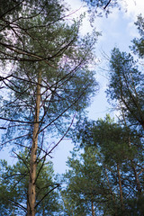 Obraz premium green pine forest against the sky and clouds