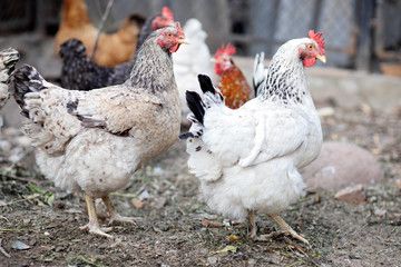 Domestic chickens walk around the coop. White domestic chickens. Organic farming.