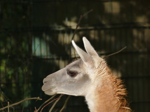 S&uuml;damerikanisches Vikuna im Zoo