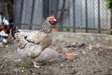 Grey hen with a chicken coop. Raise domestic hens. Organic farming.