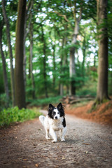 Naklejka na ściany i meble Discover the forest with your dog