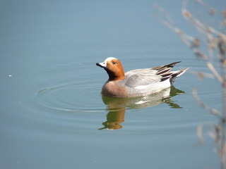 Male Eurasian wigeon Anas penelope preparing to make whistling sound while swimming in the lake