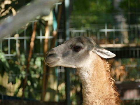 S&uuml;damerikanisches Vikuna im Zoo