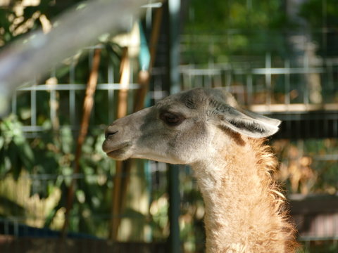 S&uuml;damerikanisches Vikuna im Zoo