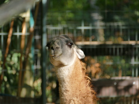 S&uuml;damerikanisches Vikuna im Zoo
