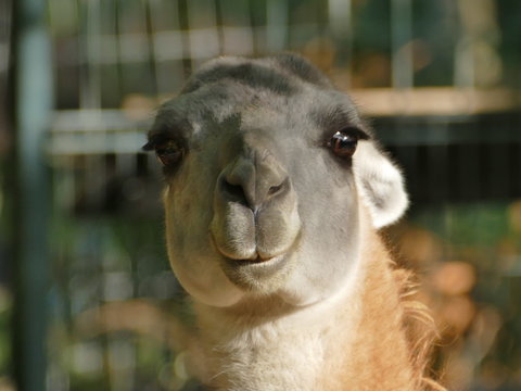 S&uuml;damerikanisches Vikuna im Zoo