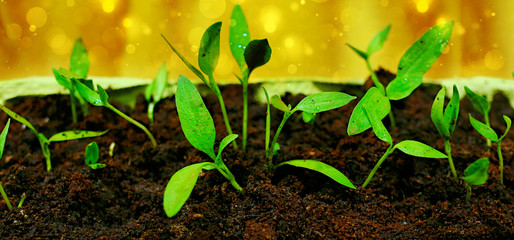 A young sprouts green plant. How to growing food at home on windowsill. Seedlings and home gardening