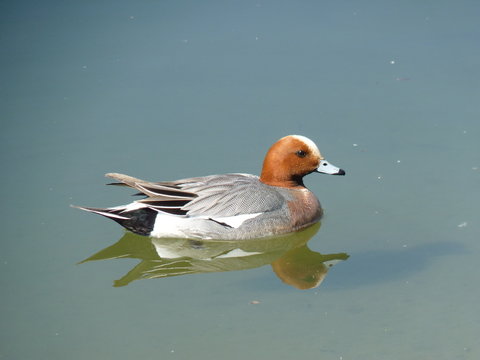 Male Eurasian wigeon Anas penelope with water drops on his head swimming in the lriver