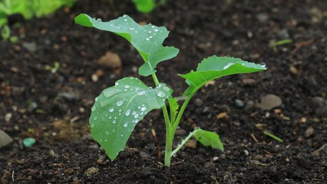 畑に植えられた野菜の苗　家庭菜園　栽培　イメージ