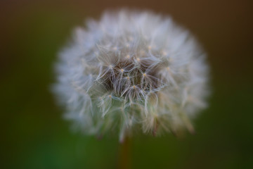 Fototapeta premium dandelion on a green background