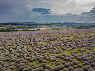 Aerial view of a landscape with lavender field
