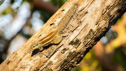 Obraz premium lizard on a tree