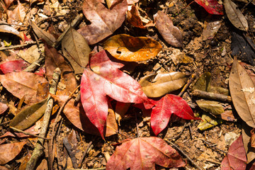 red maple leaf on floor