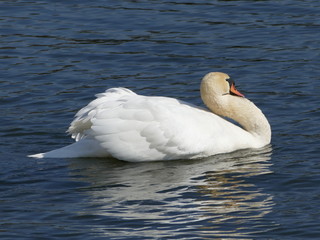 Fototapeta premium Schwan See Schwäne Wasservögel Natur