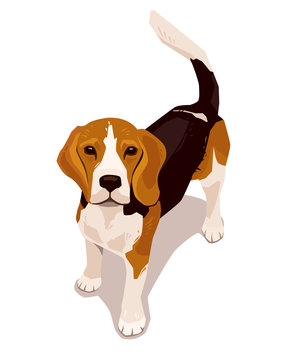 Cute beagle dog standing and looking up. Lovely cool puppy. Flat vector pet illustration