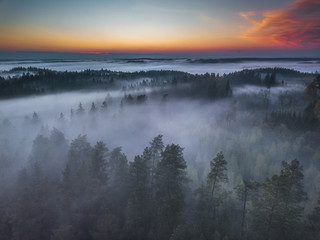 Fototapeta premium Fog and mist covering the forest in Lithuania