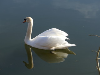 Schwan See Schwäne Wasservögel Natur