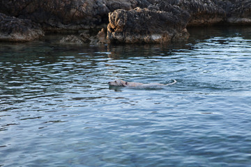 A dog swiming in the sea