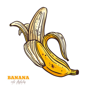 Half peeled and open banana. Sketch isolated vector