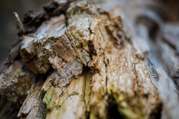 wood drawing  in a broken tree