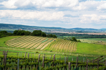 Fototapeta na wymiar Vineyards on the hills above Neusiedlersee in Burgenland