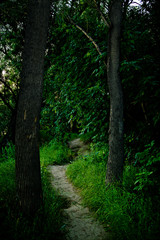 A narrow forest path winds through tall trees in a dark forest. 
The dense foliage of the trees does not let in daylight and therefore it is dark around.