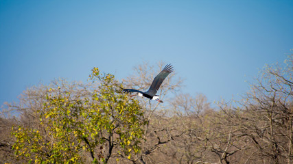 black bird flying in air