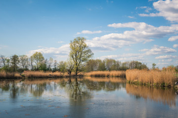 Fototapeta na wymiar Pod Morgami Lake at sunny day in Powsin, Warsaw, Poland