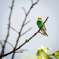Bee-eater bird on a branch sitting