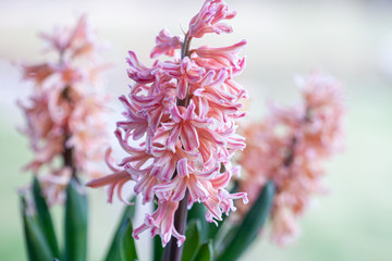 Spring hyacinth in pastel peach color