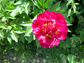    flower peony red and pink blossomed 