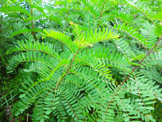 acacia bush green in summer 