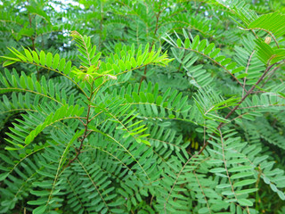 acacia bush green in summer 