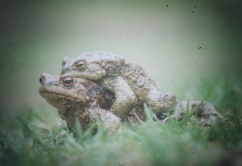 frog in the grass