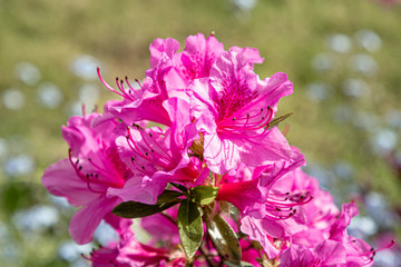 Fototapeta premium Rhododendron in the garden on a sunny day