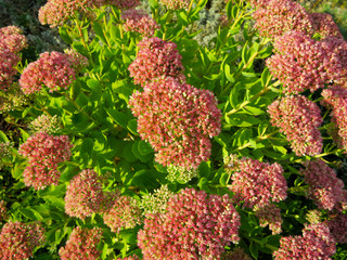 the hydrangea tree bloomed in the summer 