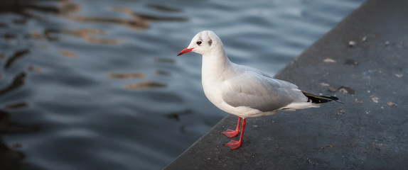 Typical Amsterdam seagull. European herring gull, Larus argentatus, sea bird. Dutch town