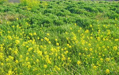 Rape blossoms growing in the meadow. 