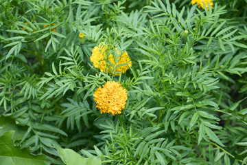 yellow flower in the garden