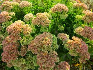 the hydrangea tree bloomed in the summer 