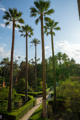 Fototapeta premium September 9, 2019, Sevilla, Andalusia, Spain, beautiful green gardens in moorish palace Alcazar