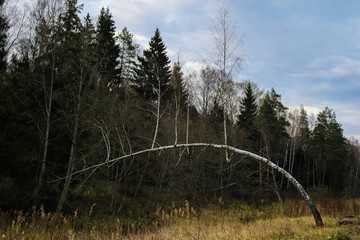 Birch on top of which other birches grow