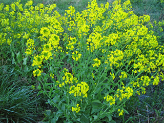 Rape blossoms in the shadow of the building 