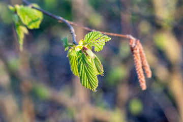 branch of a blooming hazelnut tree